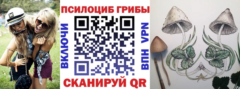Псилоцибиновые грибы Psilocybe  mega tor  Тосно 